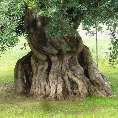 Casa Olivi بيت للعطل *